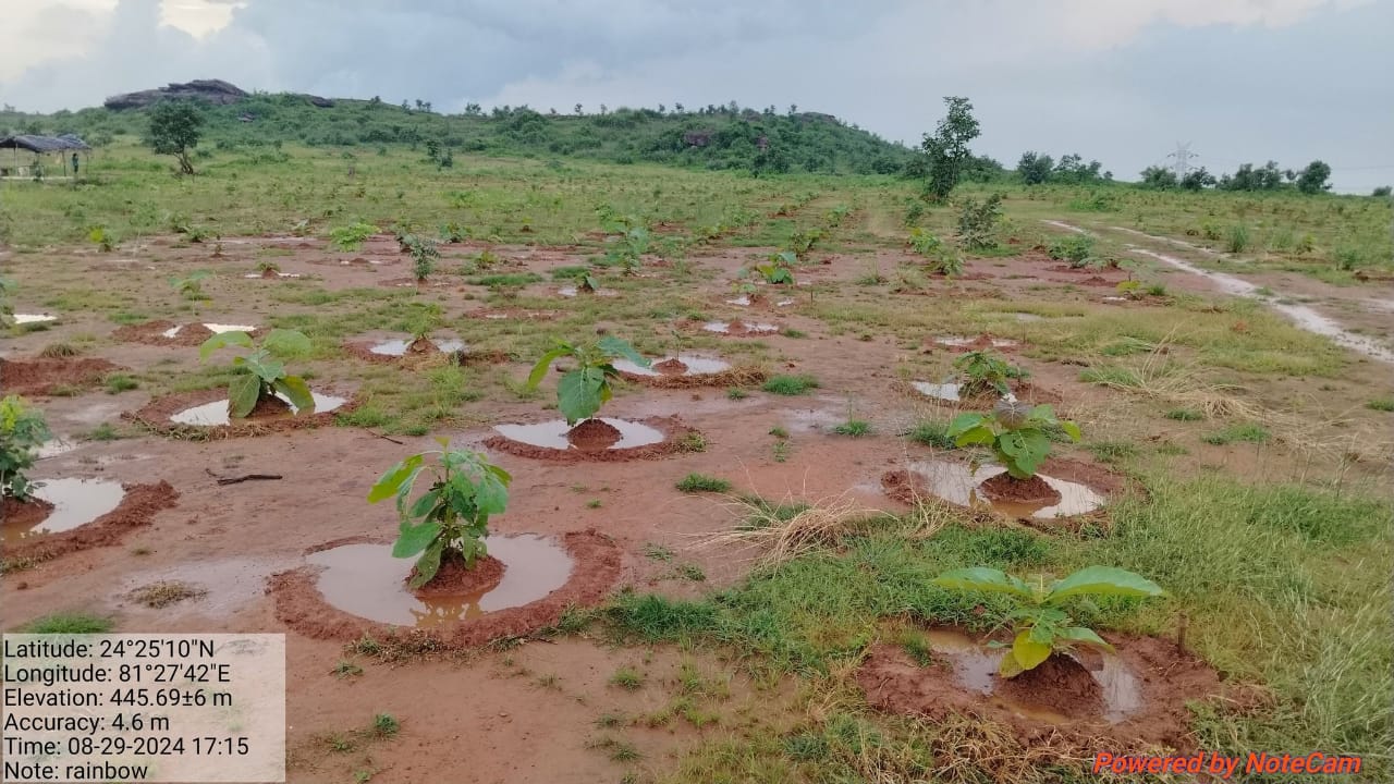 Compensatory Afforestation